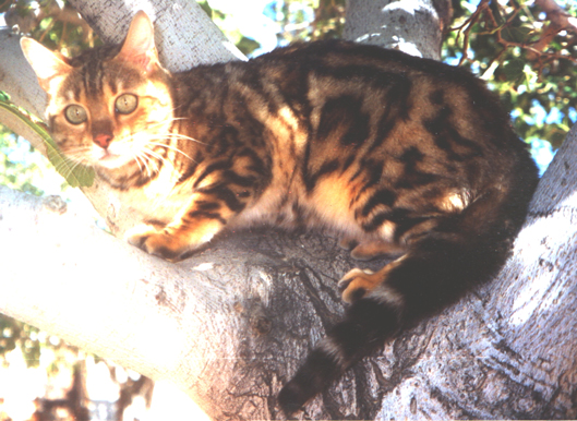 Examples of Bengal Cat Coat Patterns and Colors