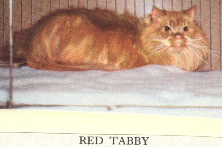 Index of /BreedInfo/FAQTPersian/