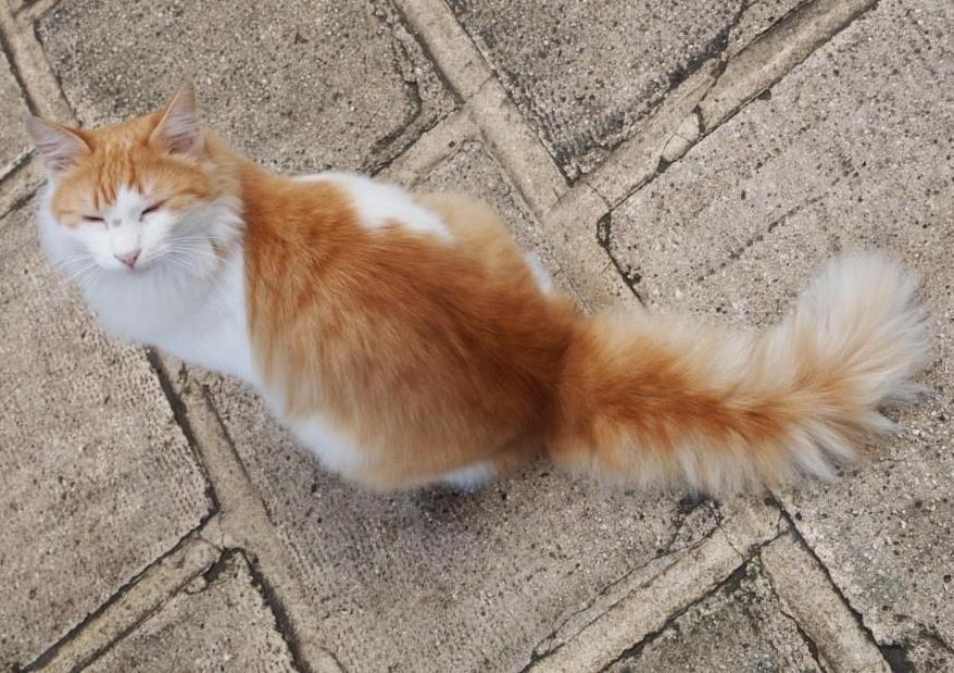 turkish van cat orange